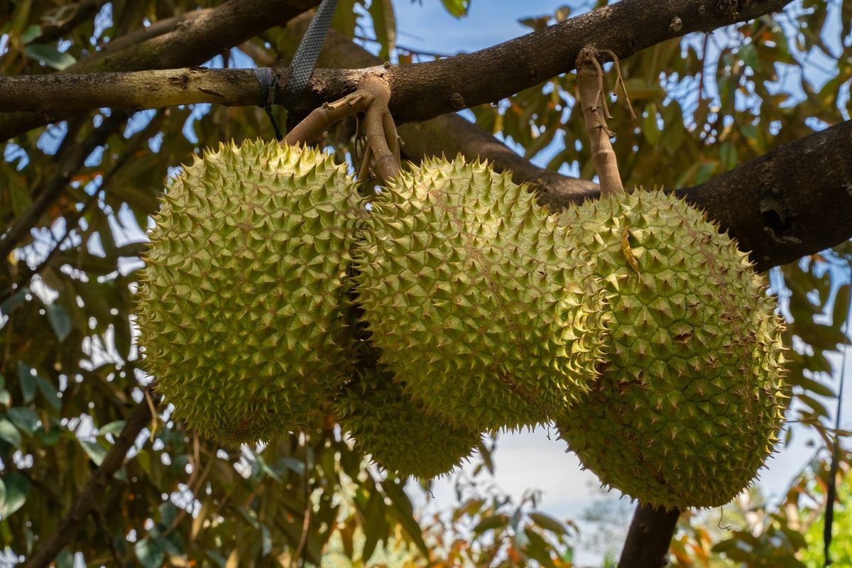 Durian fruits ripening on the tree in a Malaysian orchard