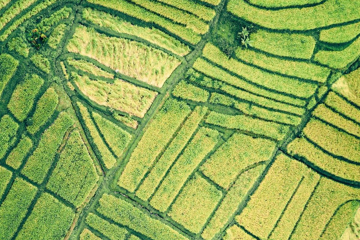 Aerial view of green paddy fields from a drone