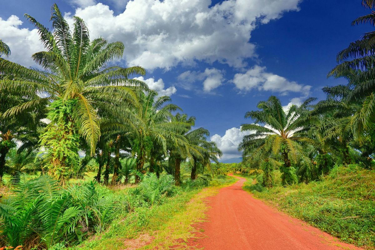 Oil palm plantation with a red laterite road under blue sky